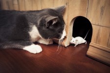 איך ללכוד עכבר